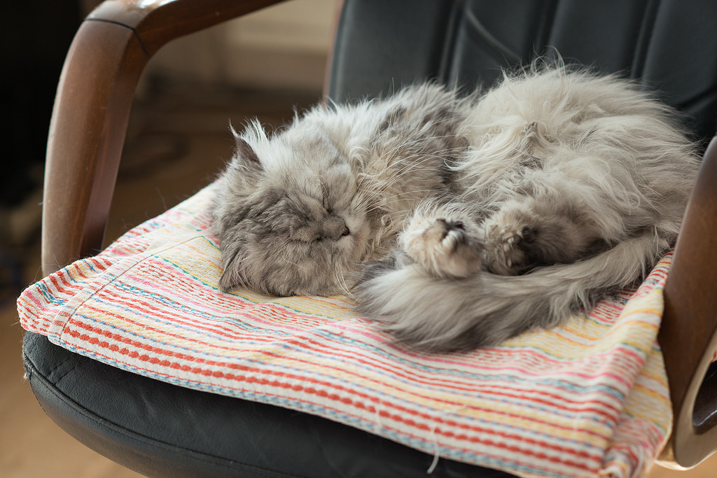 Sleeping cat by akk_rus, on Flickr