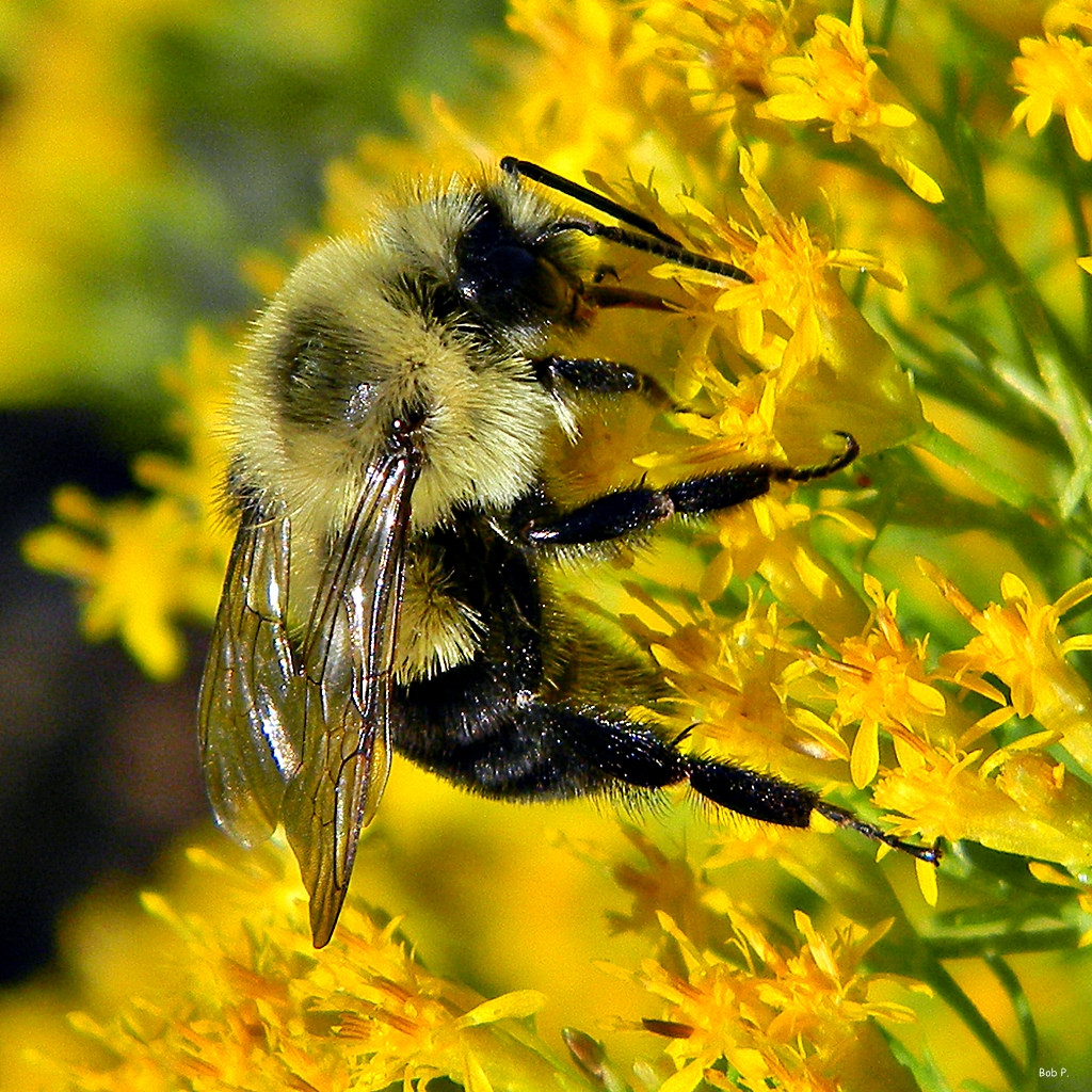 Bumblebee on Goldenrod by bob in swamp, on Flickr