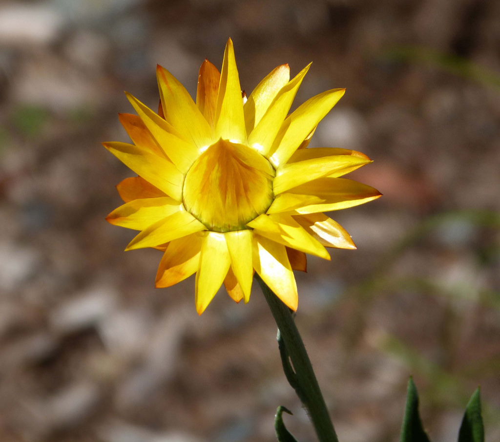 Everlasting Daisy. Xerochrysum viscosum. by gailhampshire, on Flickr