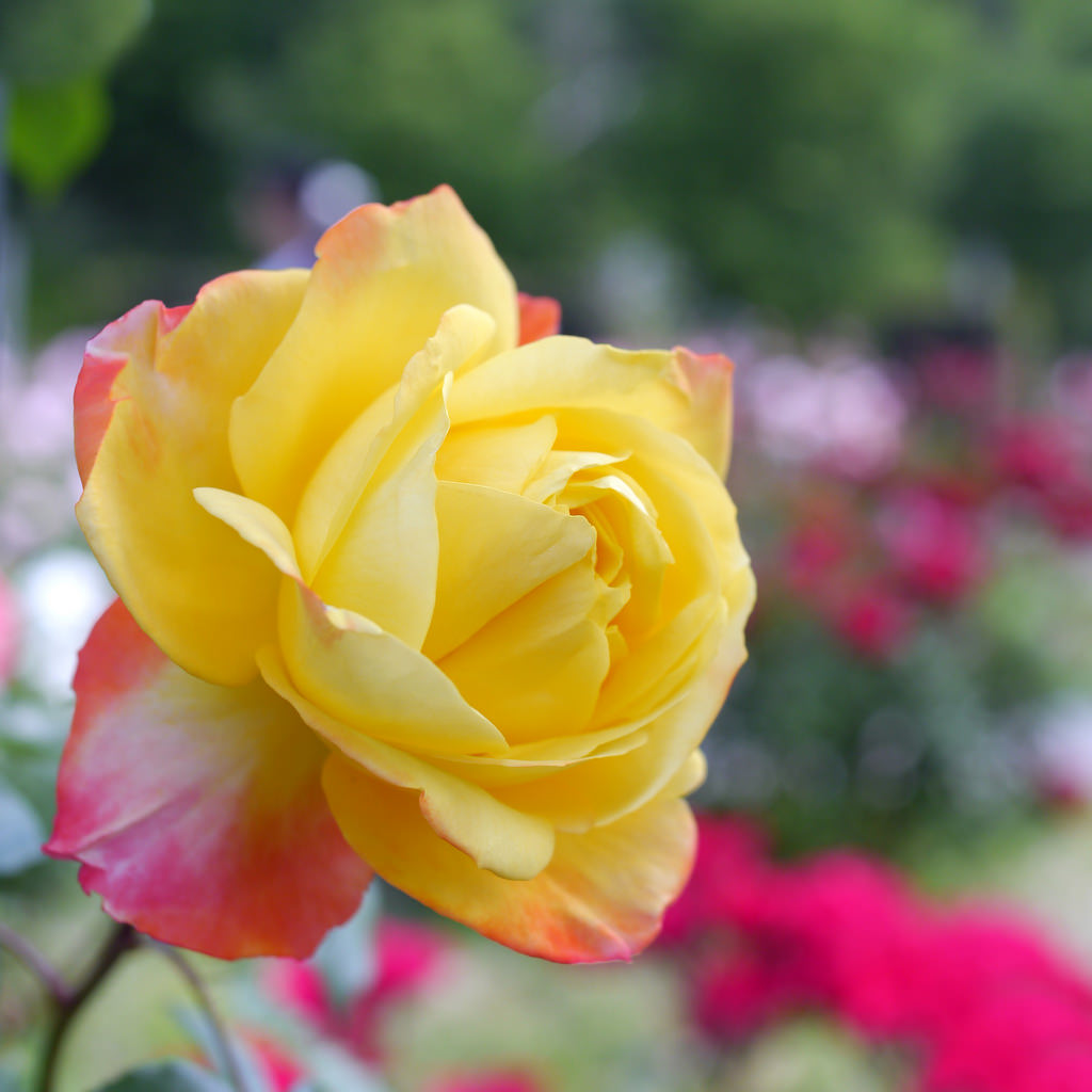 Rose, Spectra, バラ, スペクトラ, by T.Kiya, on Flickr