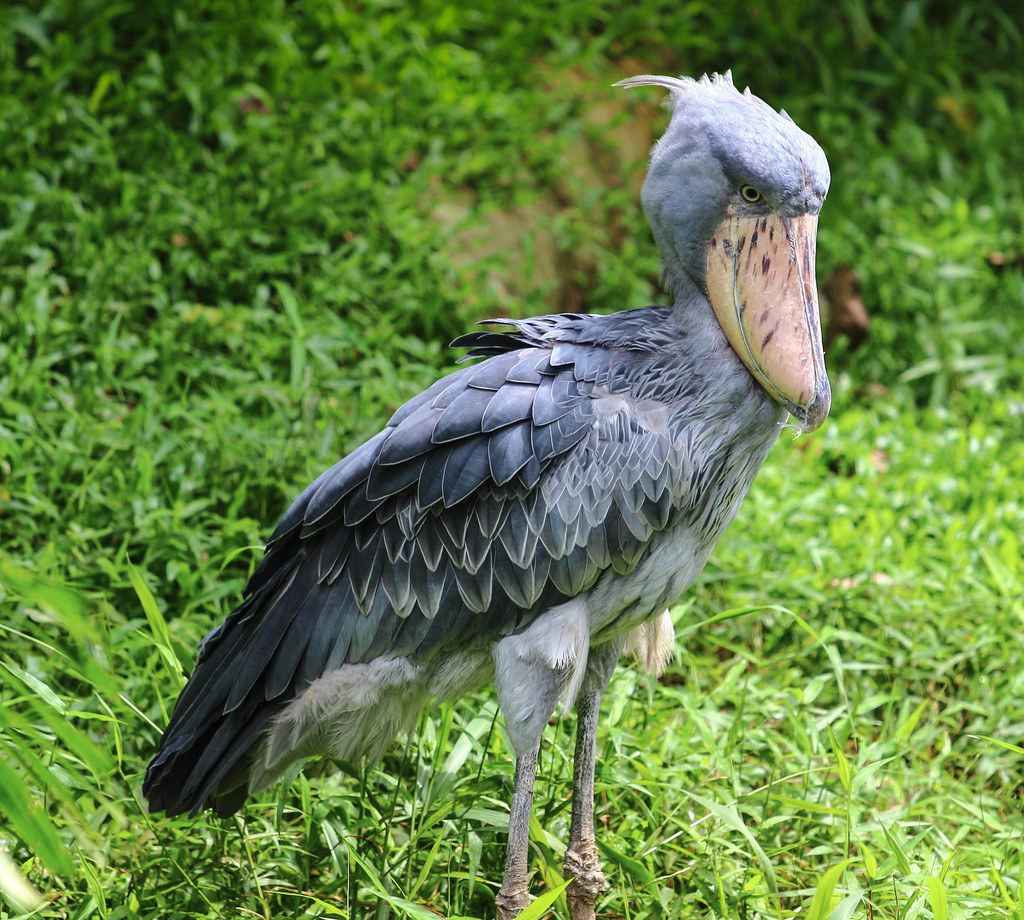 Shoebill @ Jurong Bird Park by _paVan_, on Flickr