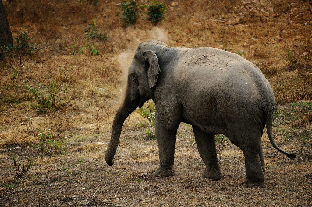 Tuskless bull Asian Elephant in Huai Kha by tontantravel, on Flickr