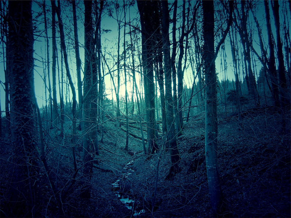 dark-forest by roman.schurte, on Flickr