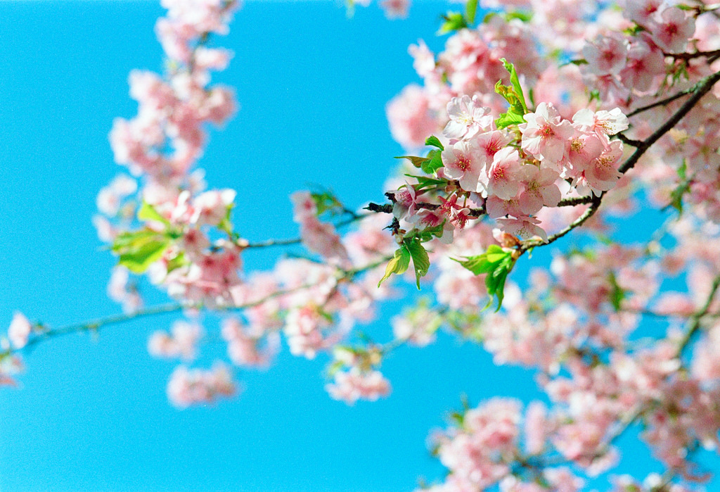 kawazu-sakura cherry blossoms, Matsudaya by revelyrist, on Flickr