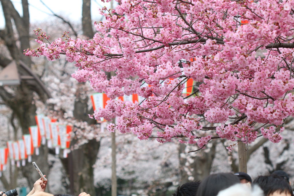 Sakura at Ueno Park by Usodesita, on Flickr