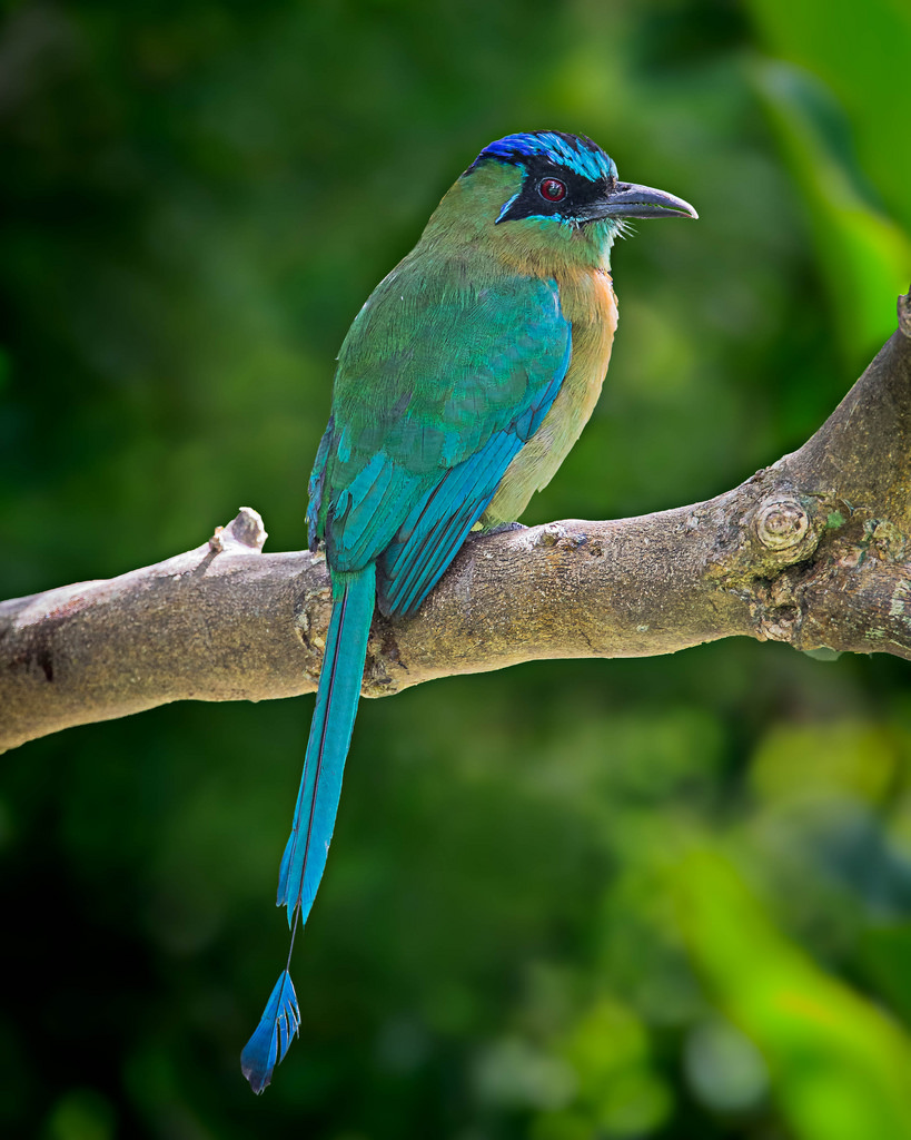Blue-crowned Motmot by Andy Morffew, on Flickr