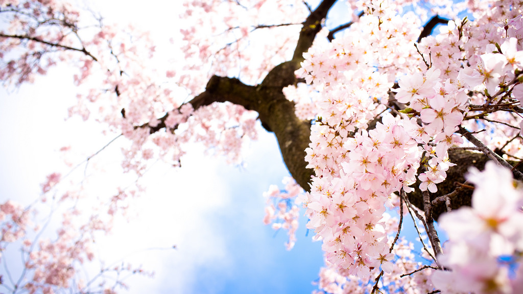 3319-sakura-flower-wallpaper-hd-wallpape by thinhalvin1996hp, on Flickr
