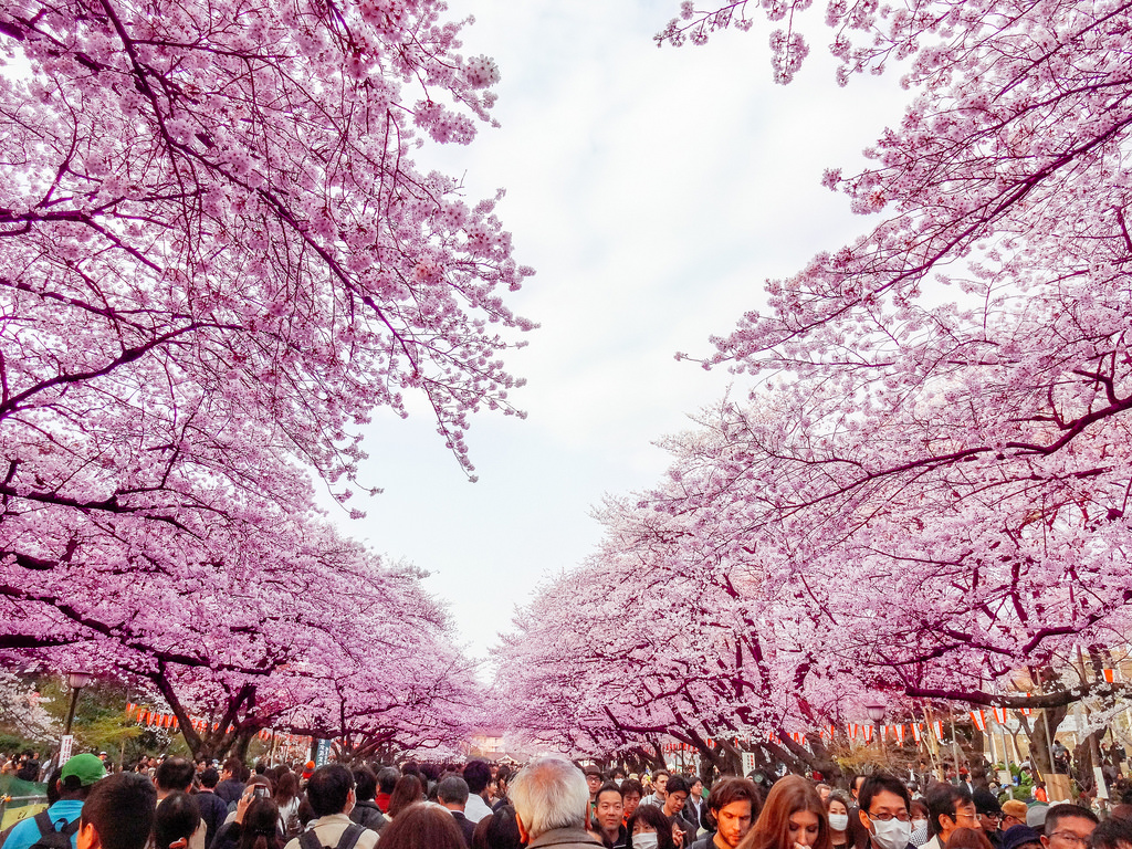 Hanami at Ueno Park 2013 by Dick Thomas Johnson, on Flickr