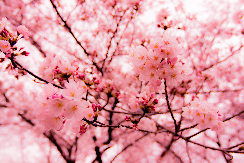 Sakura by Yoshikazu TAKADA, on Flickr