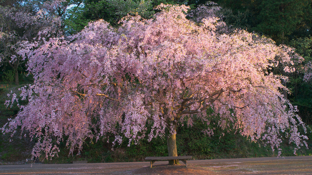 Sakura, a weeping cherry tree in the sun by T.Kiya, on Flickr