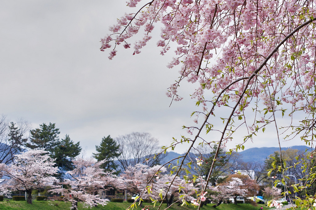 Sakura outside Kyoto Botanical Garden, o by Tatters ✾, on Flickr