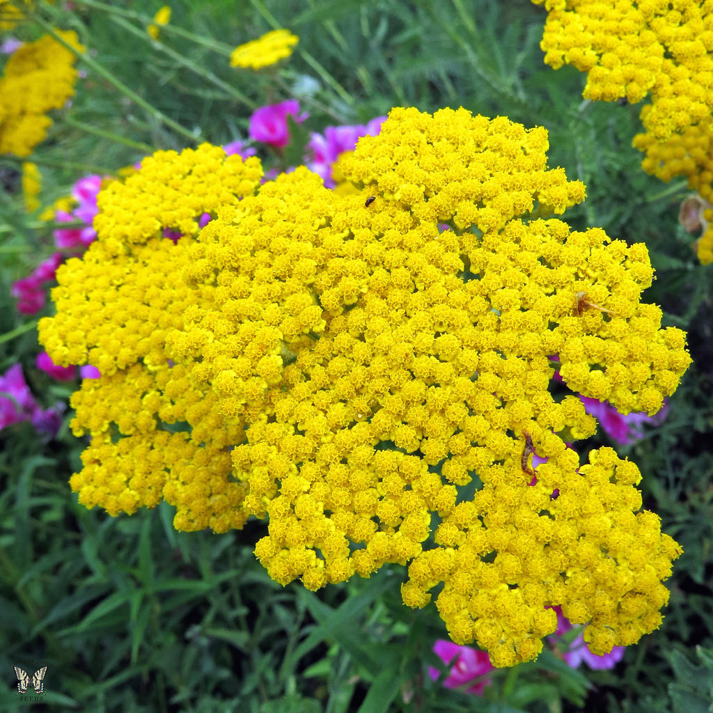 Cloth of Gold Yarrow by Swallowtail Garden Seeds, on Flickr