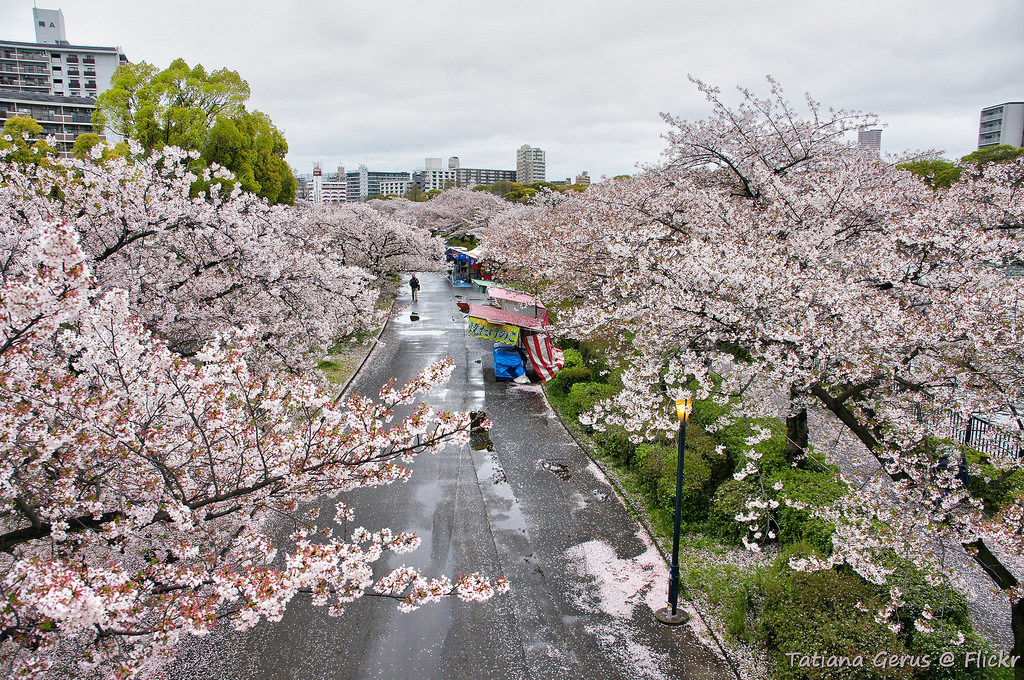 Sakura Blizzard by Tatters ✾, on Flickr