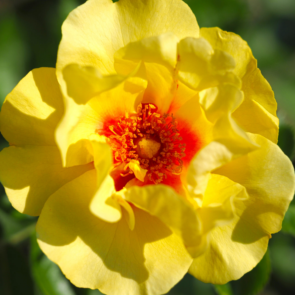 Rose, Eyeconic Lemonade, バラ, アイ� by T.Kiya, on Flickr