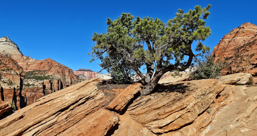 Lone Juniper, Canyon Overlook, Zion 5-14 by inkknife_2000 (8 million views +), on Flickr