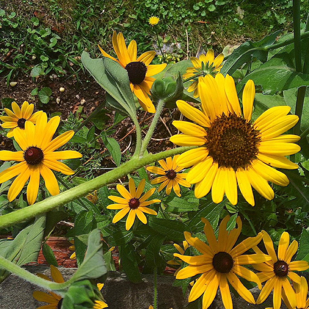 #wild #sunflower #blackeyesusan #girasol by julianomarp, on Flickr