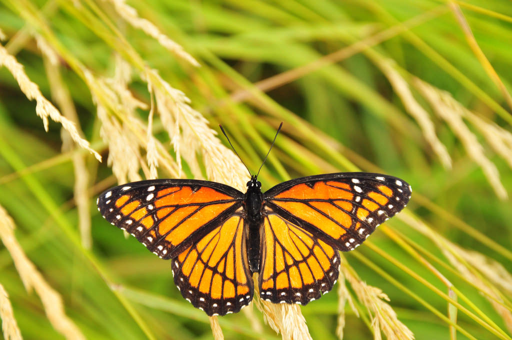 Viceroy Butterfly on Lacreek National Wi by USFWS Mountain Prairie, on Flickr
