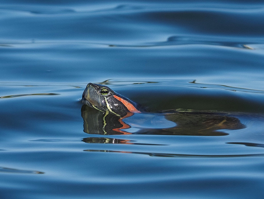 Red-eared slider (turtle - Trachemys scr by Ingrid Taylar, on Flickr