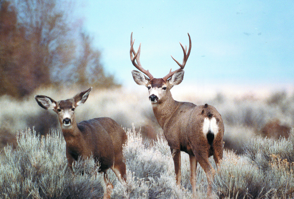 Rocky Mountain mule deer doe and buck by CaliforniaDFW, on Flickr