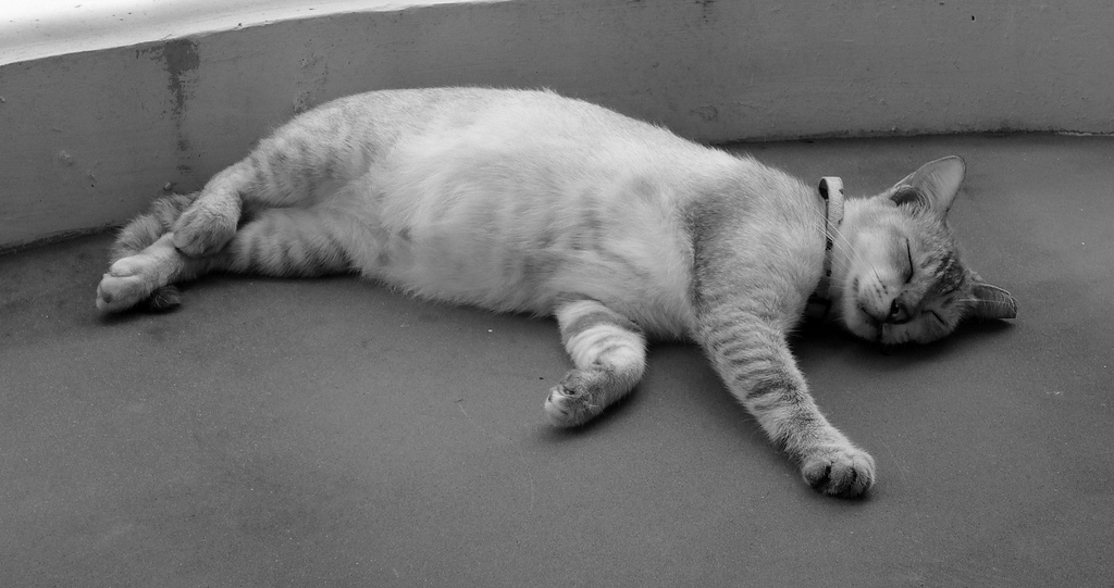 Sleeping Cat, Commonwealth, Singapore by yeowatzup, on Flickr