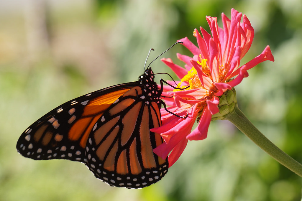 Monarch Butterflies Are Transgenic by ikewinski, on Flickr