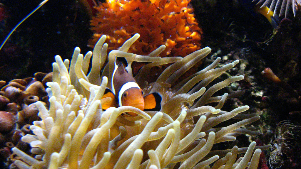 Clown fish guarding his sea anemone by R/DV/RS, on Flickr