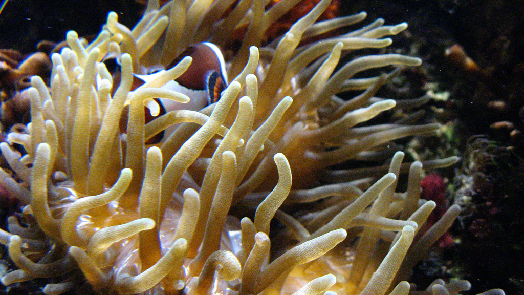 Clown fish hidden in his sea anemone by R/DV/RS, on Flickr