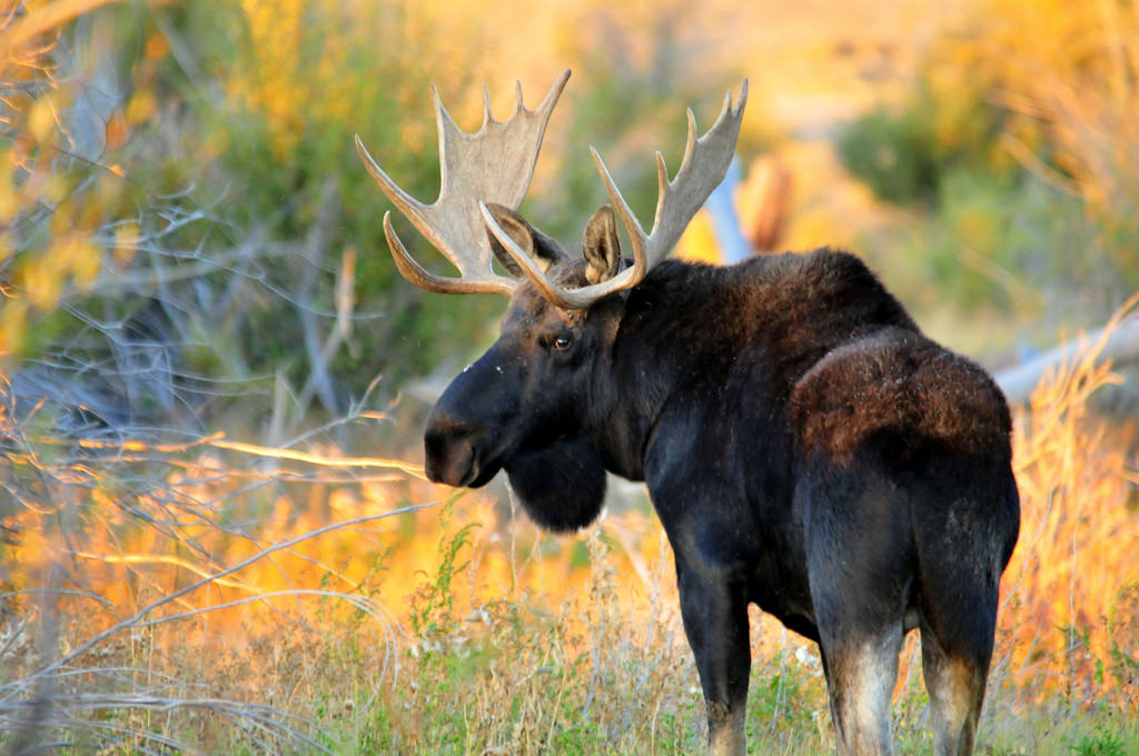 Bull Moose (Shiras) on Seedskadee Nation by USFWS Mountain Prairie, on Flickr