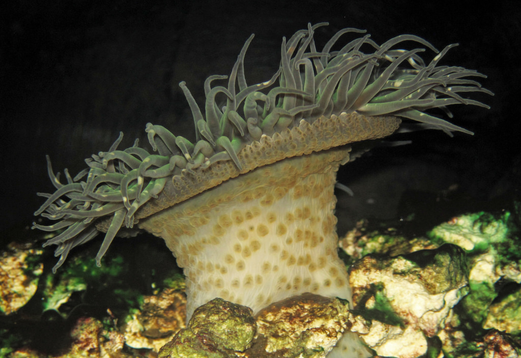 Anthopleura xanthogrammica (green sea an by James St. John, on Flickr