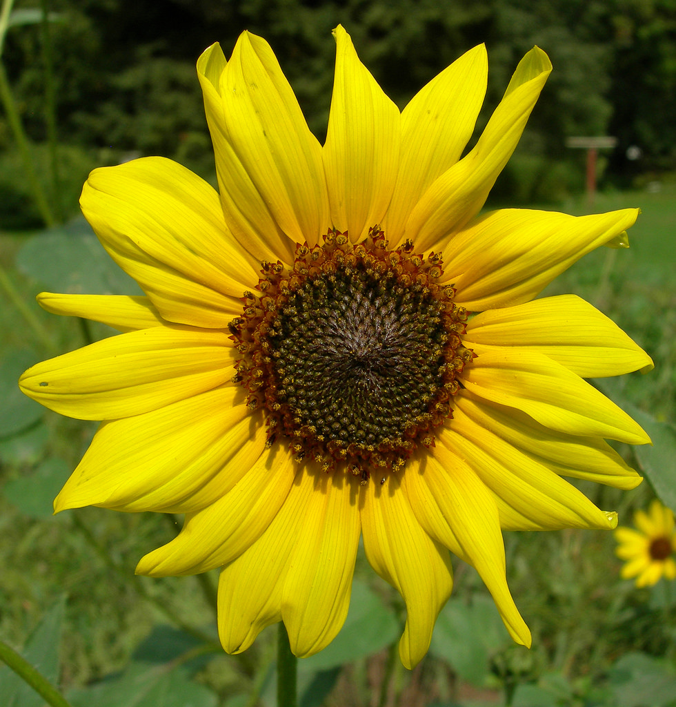 Helianthus annuus (wild sunflower) 1 by James St. John, on Flickr