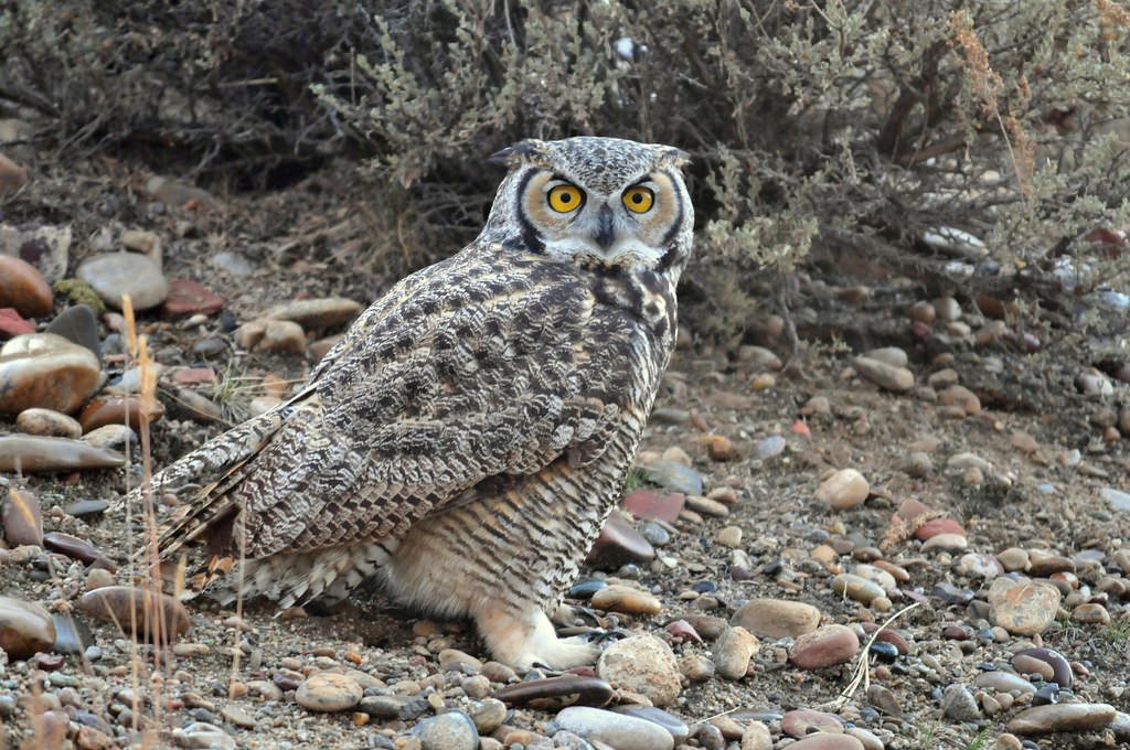 Great Horned Owl on Seedskadee National by USFWS Mountain Prairie, on Flickr