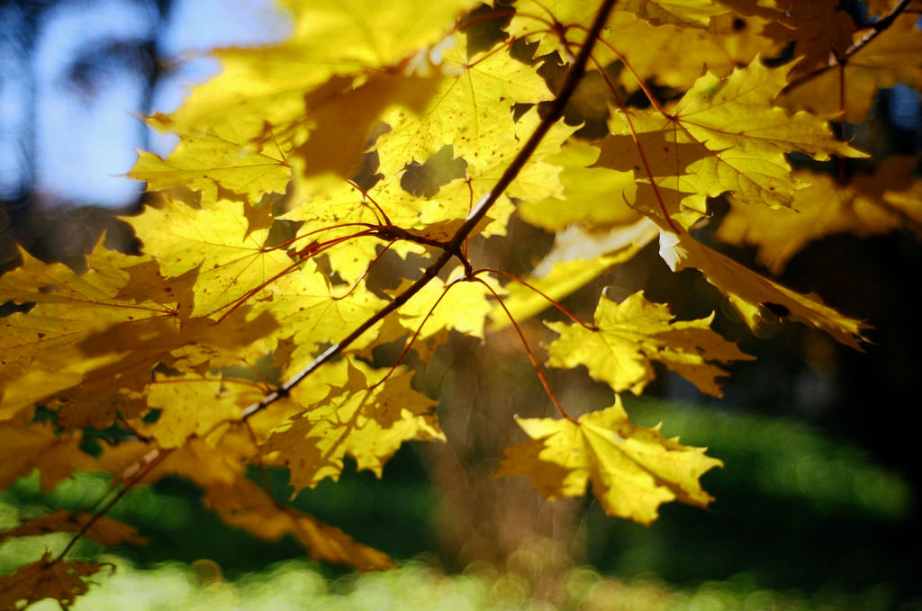 Maple leaves by luuph, on Flickr