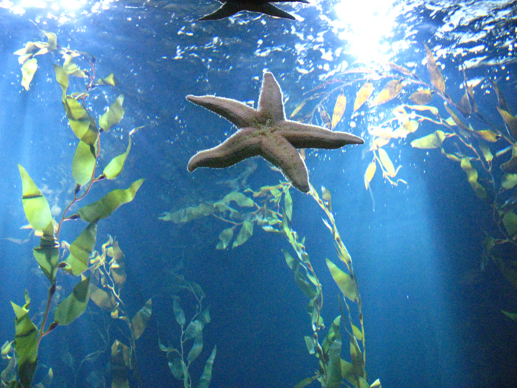 ogni tre ami c’è una stella marina by ho visto nina volare, on Flickr