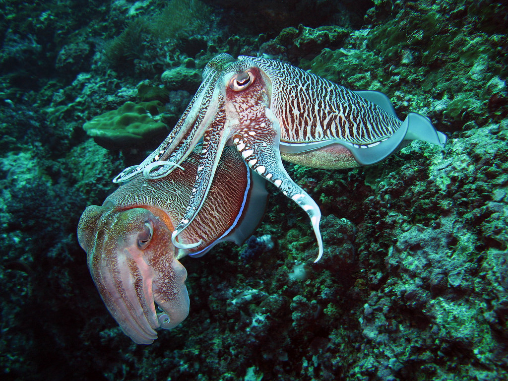 Hooded Cuttlefish by prilfish, on Flickr