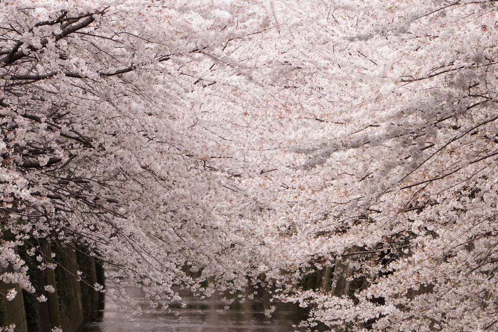 Sakura by mrhayata, on Flickr
