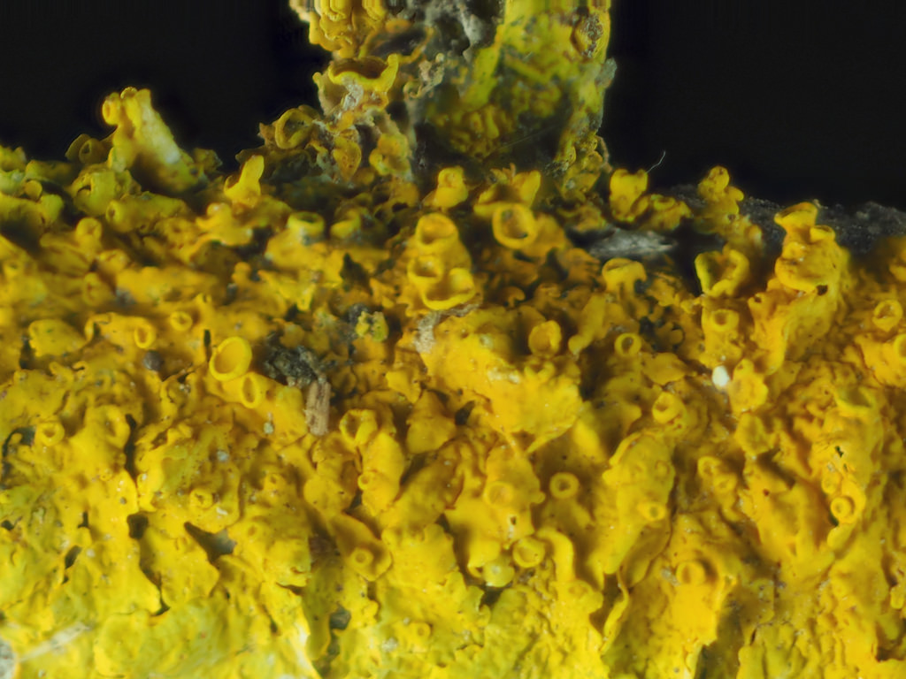 2016-01-23-10.47.44 ZS PMax Xanthoria pa by John Rusk, on Flickr