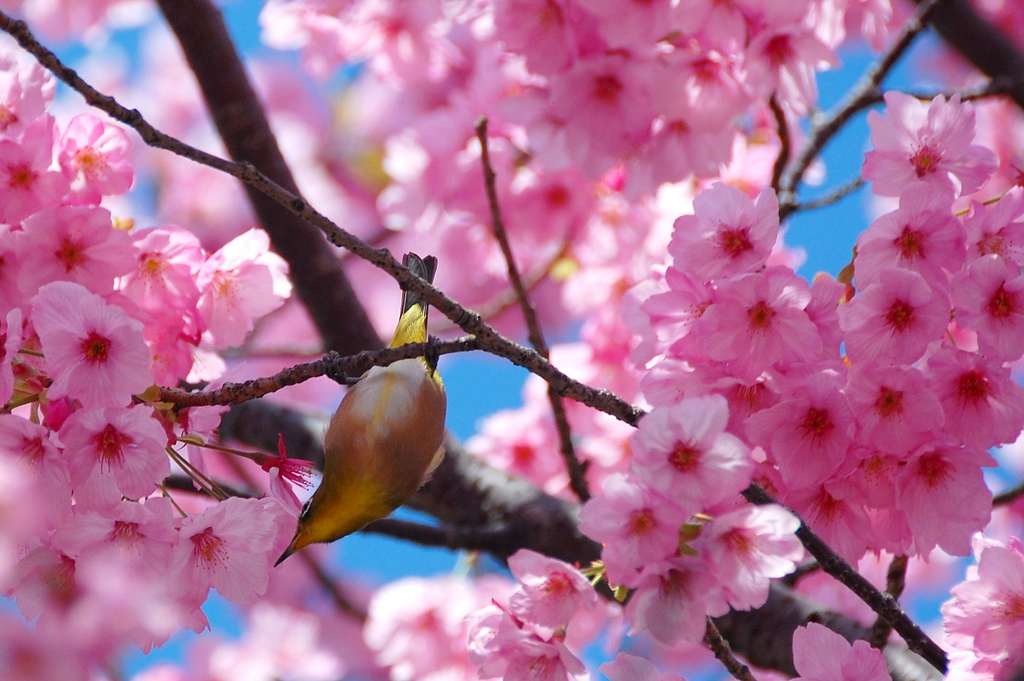 Bird on a cherry tree by Vibragiel, on Flickr