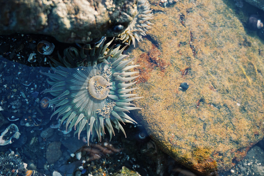 Sea anemone.  #actinian #ocean #sea #bea by song50@rocketmail.com, on Flickr