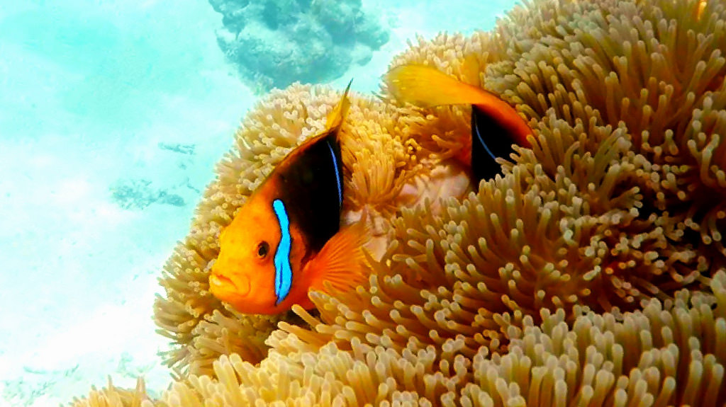 Snorkeling the Tahiti Aquarium dive site by SNORKELINGDIVES.COM, on Flickr