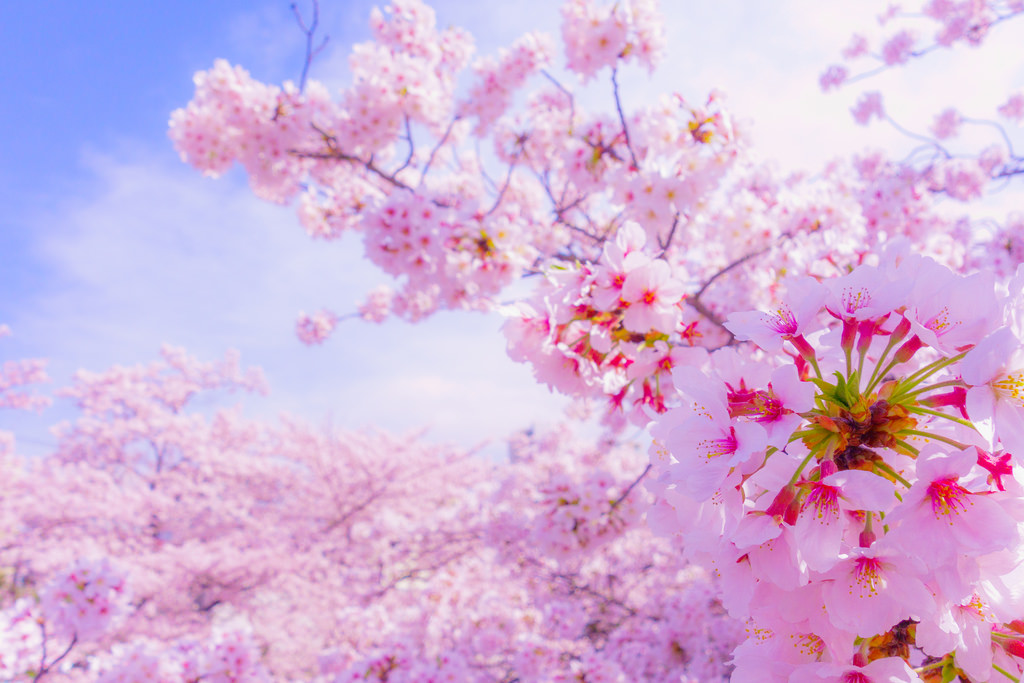 Sakura by Yoshikazu TAKADA, on Flickr
