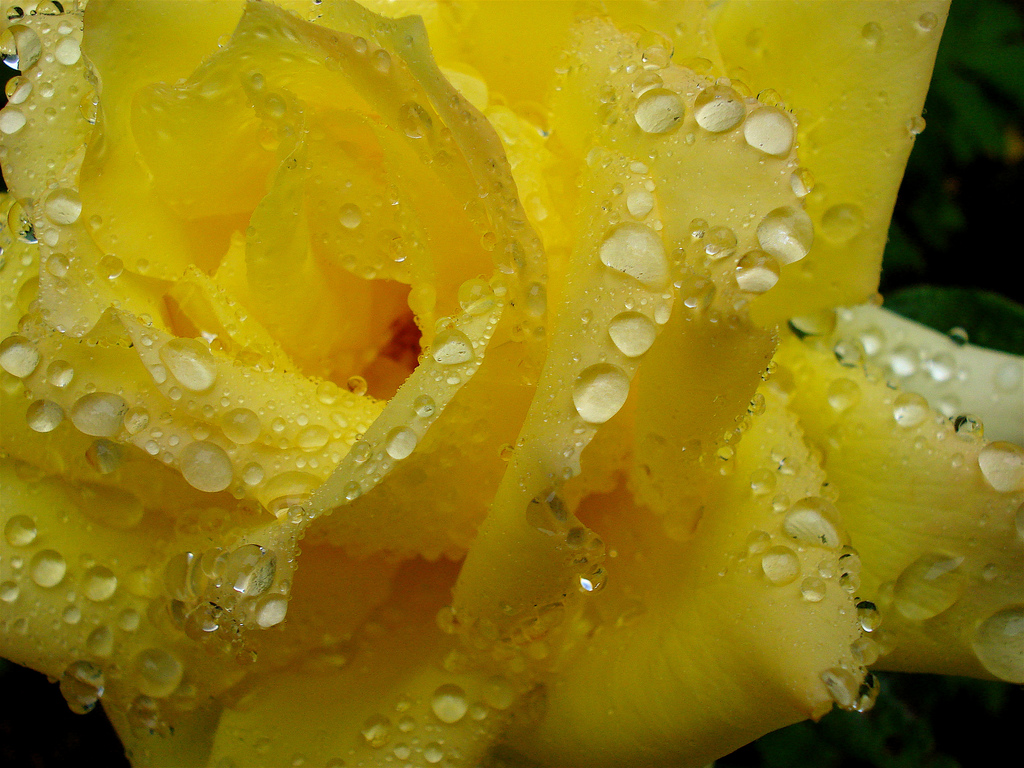 Wet yellow rose by allispossible.org.uk, on Flickr