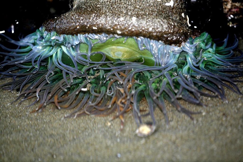 Sea anemone tide-pool-northpoint-morro-b by mikebaird, on Flickr