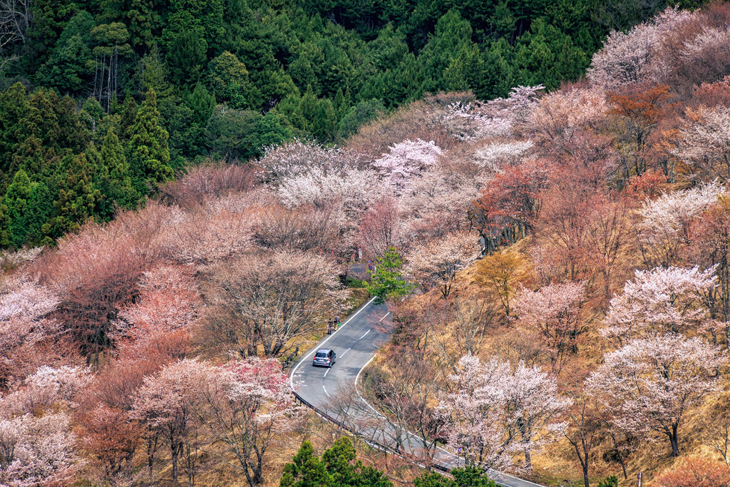 Sakura Mountain Road by reggiepen, on Flickr