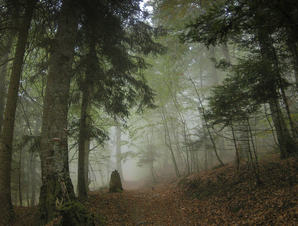 Fog in a Pyrenean Forest by AlphaTangoBravo / Adam Baker, on Flickr