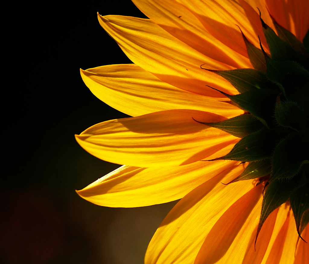 Backlit Sunflower by Jim Staley, on Flickr