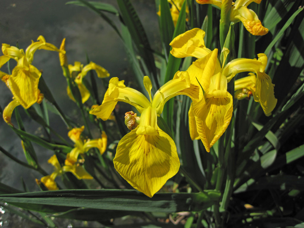 Iris pseudacorus (yellow flag iris) (New by James St. John, on Flickr
