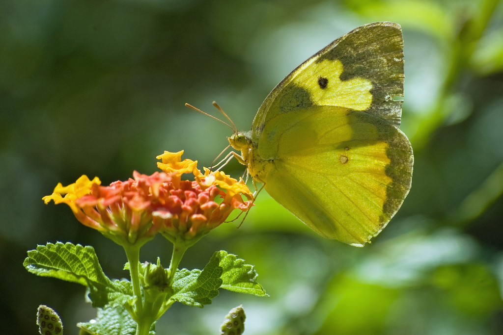 Southern Dogface Butterfly by desertdutchman, on Flickr
