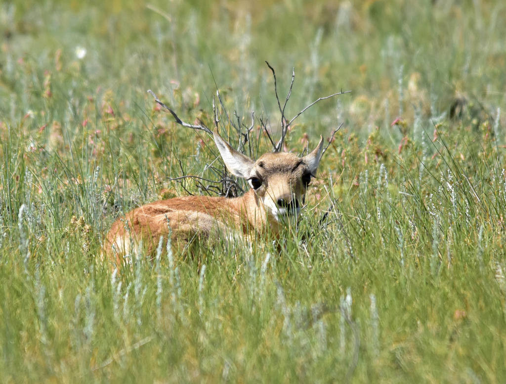 Pronghorn Fawn on Hutton Lake National W by USFWS Mountain Prairie, on Flickr