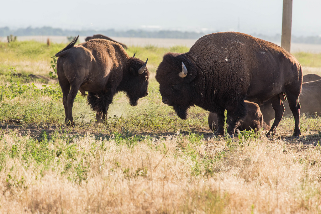 Bison at Rocky Mountain Arsenal National by USFWS Headquarters, on Flickr