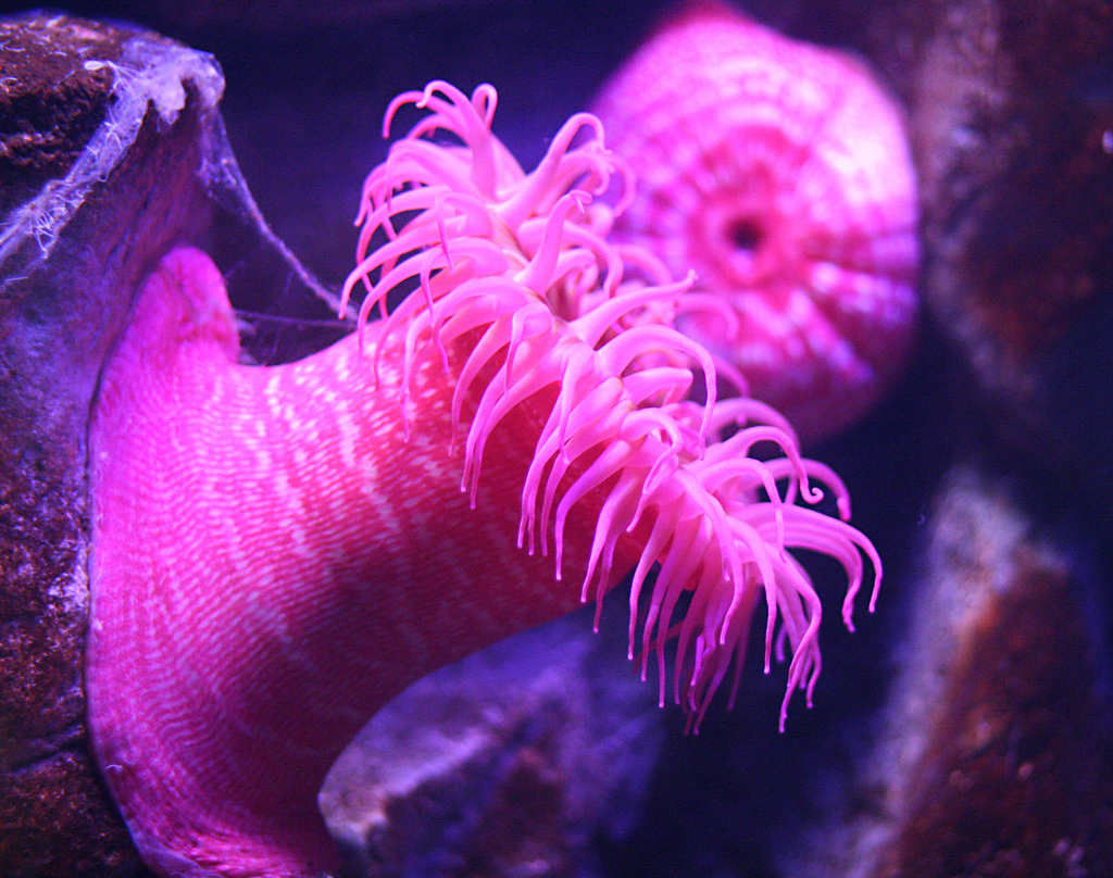 sea anemone by ginnerobot, on Flickr